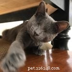 5 Inspiring Special‑Needs Cats: Stories of Strength and Joy