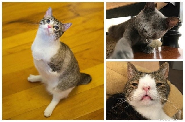 5 Inspiring Special‑Needs Cats: Stories of Strength and Joy