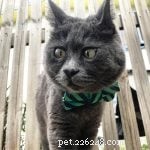 5 Inspiring Special‑Needs Cats: Stories of Strength and Joy