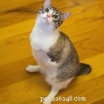 5 Inspiring Special‑Needs Cats: Stories of Strength and Joy