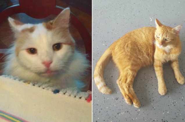 Woman Bequeaths $300,000 to Her Feline Family in Will
