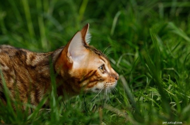 UK Sees 40% Surge in Stolen Cats – Why Cats Are the New Target