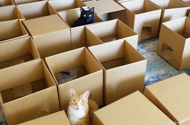 Epic Cardboard Cat Maze Shows How Cats Master Their Humans (Video)