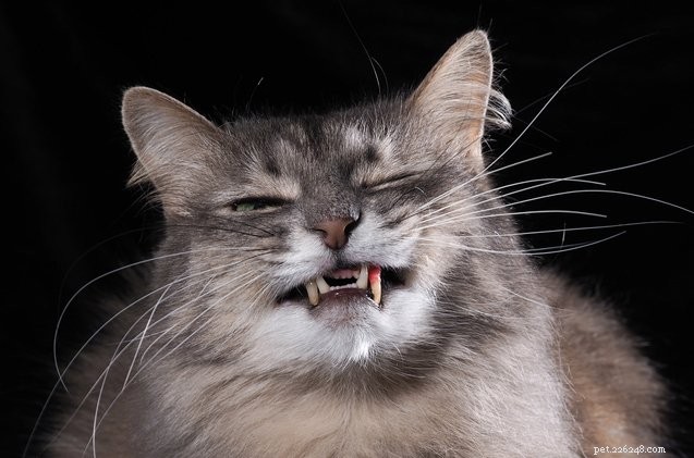 Unlocking Your Cat s Secrets: A Guide to Understanding Their Curious Behaviors