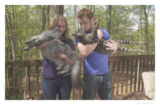 Michigan Family s Twin Cats Set Two Guinness World Records