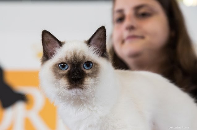 Do Cats Make Good Therapy Animals? Find Out How They Can Help