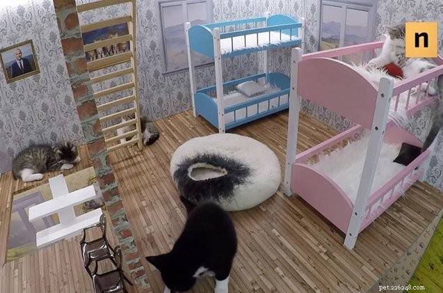 Keeping Up with the Kattarshians: The Hilarious Reality Show About Adorable Cats