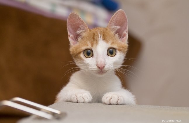 Understanding and Preventing Fading Kitten Syndrome: A Practical Guide for Caretakers