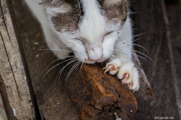 Veterinarians vs. Animal Rights Groups: The Declawing Debate Intensifies in Four States