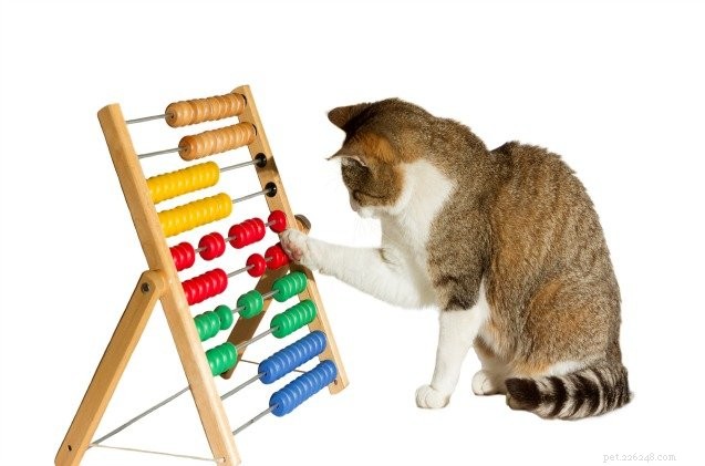 Study Shows Cat Training Reduces Anxiety in Shelters