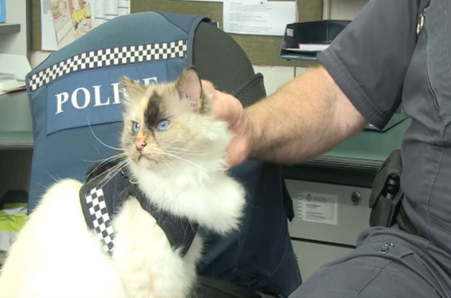New Zealand Police Departments Embrace Cats as Official Animal Partners