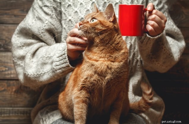Reykjavik Welcomes Its First Cat Café This Christmas