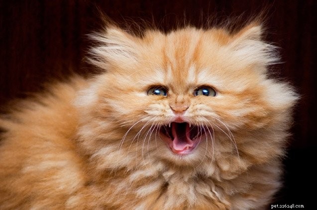 What Triggers Cat Hissing & How to Respond