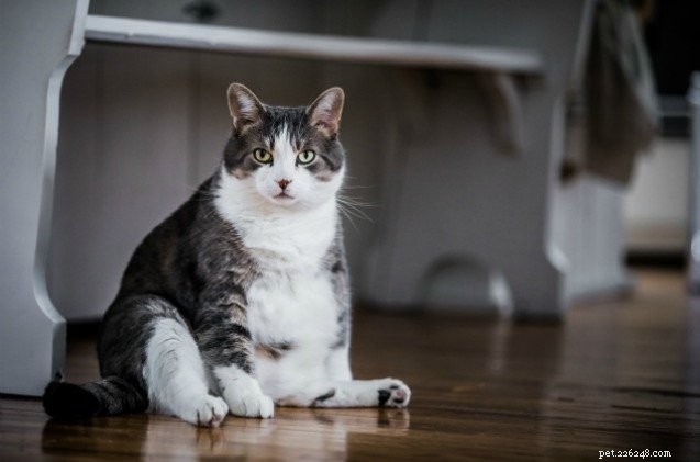 Swiss Veterinarians Urge Cats to Hunt for Food to Combat Obesity