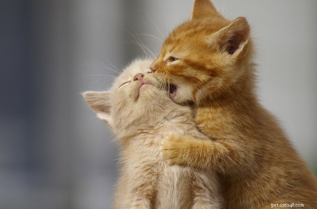 Essential Cat Care FAQs: Answers to the 4 Most Common Questions for New and Experienced Owners