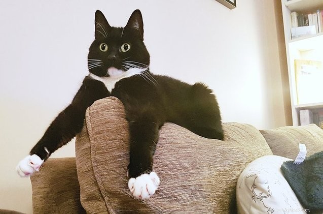 Zelda the Rescue Cat: Twitter’s New Celebrity Star