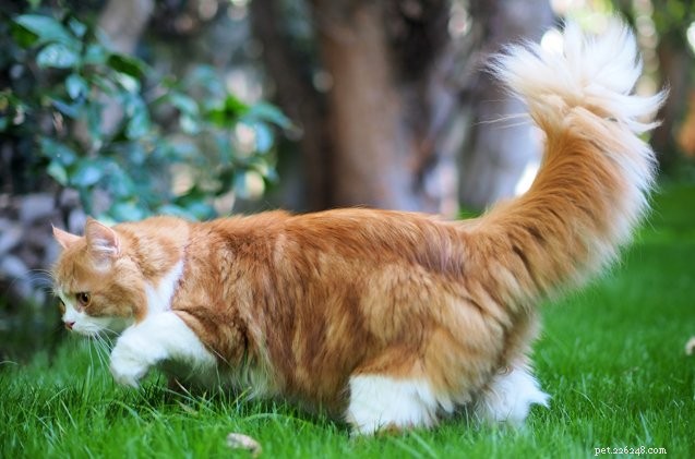 Understanding Feline Cerebellar Hypoplasia: Causes, Symptoms & Care