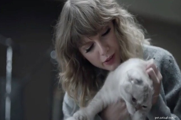 Taylor Swift’s Cats Delay Fans  Anticipation of Her New Album