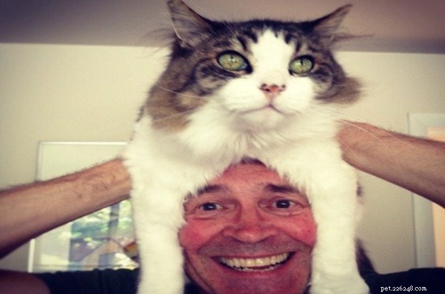 Cats-as-Hats: The Trending Fashion Craze You Can t Miss