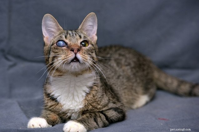 Comprehensive Guide to Feline Glaucoma: Causes, Symptoms & Treatment