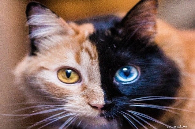 Meet the Extraordinary Two-Faced Cat Scientists Call a  Chimera 