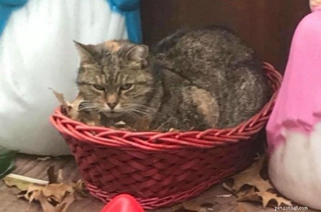 New York Cat Enters Nativity Scene, Bringing Holiday Cheer