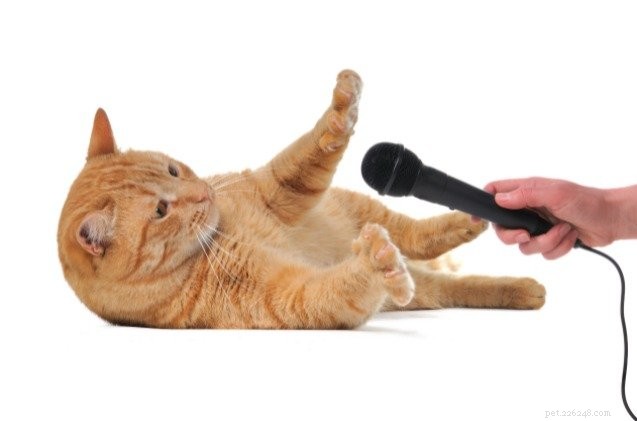 Child Interviews Her Cat About Its Personality, Goes Viral