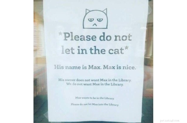 Max the Cat’s Library Intrusions: How One Tabby Keeps Librarians on Edge
