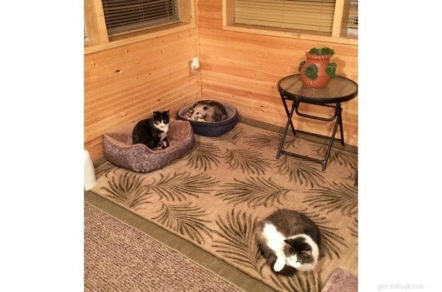 Adoptable Kitten Thrives in Kansas Grandma’s Warm Home