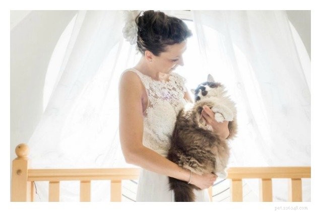 Picture-Perfect Weddings: Stunning Brides and Their Feline Bridesmaids