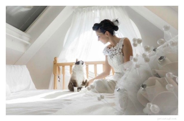 Picture-Perfect Weddings: Stunning Brides and Their Feline Bridesmaids