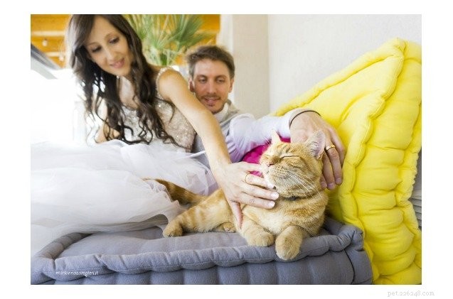 Picture-Perfect Weddings: Stunning Brides and Their Feline Bridesmaids