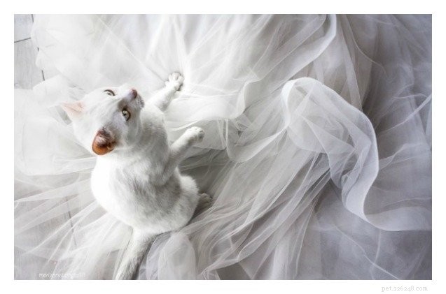 Picture-Perfect Weddings: Stunning Brides and Their Feline Bridesmaids
