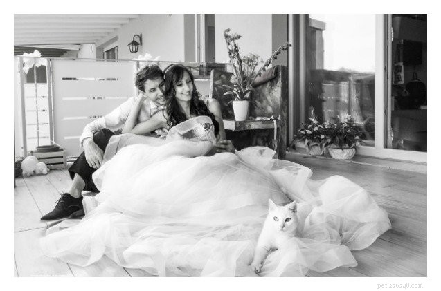Picture-Perfect Weddings: Stunning Brides and Their Feline Bridesmaids