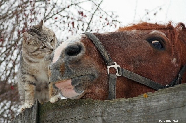 When a Cat Takes the Reins: A Heartwarming Horse‑Feline Friendship