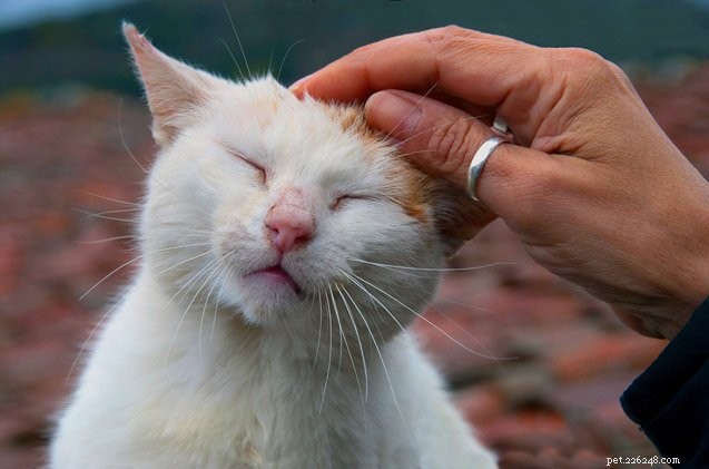 Mastering Cat Petting: The Right Way to Keep Your Feline Happy