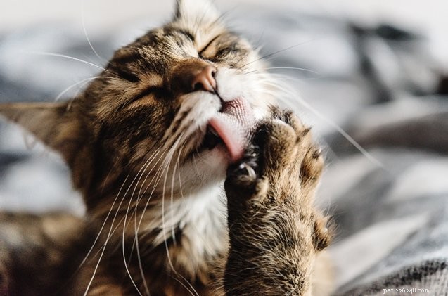 Is Your Cat Grooming You? Exploring the Affection Behind the Behavior