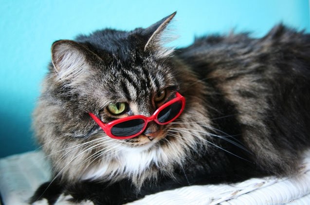 Why Cats Domesticated Themselves: The Science Behind Their Independent Spirit