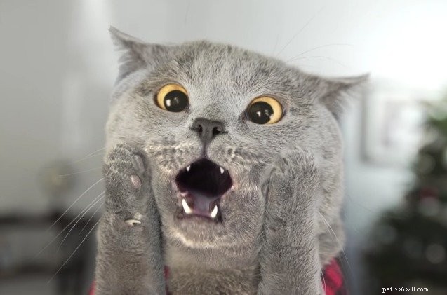 Cat Outwits Burglars in Quirky Home Alone Remake – A Must-See Holiday Short