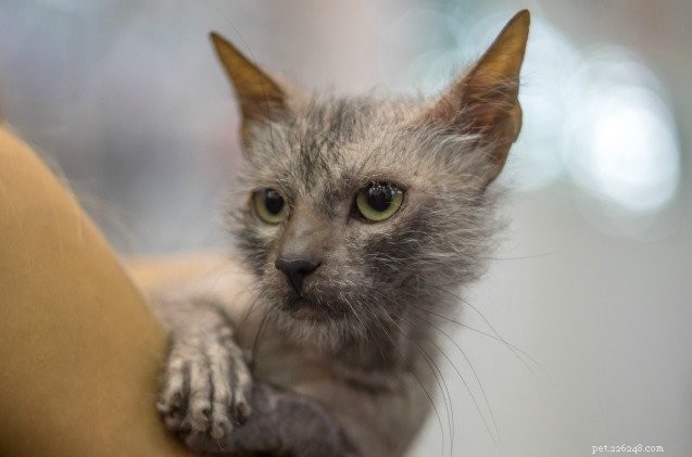 ICFA Officially Recognizes the Lykoi  Werewolf Cat  Breed