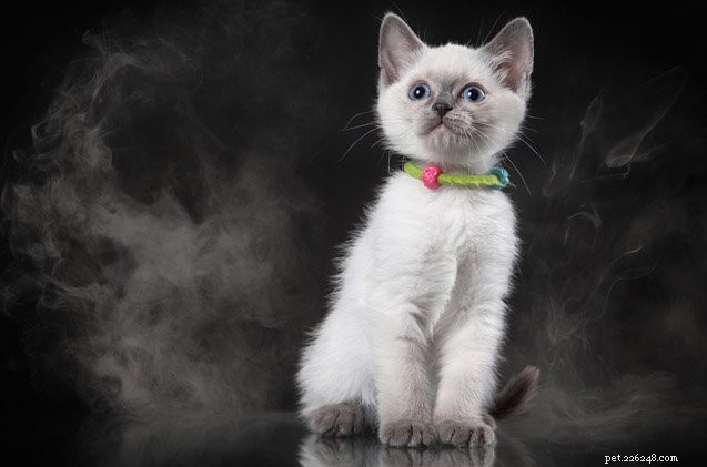 How Secondhand Smoke Threatens Your Cat’s Health
