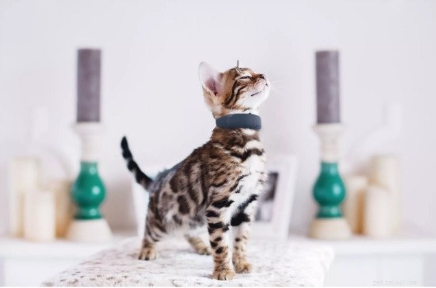 Tractive Launches Advanced GPS Tracking Collars for Cats