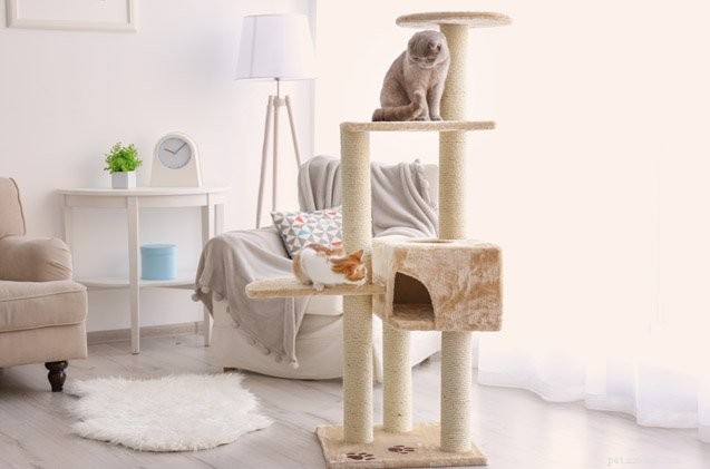 How to Choose a Great Cat Tree: Key Features Every Cat Loves