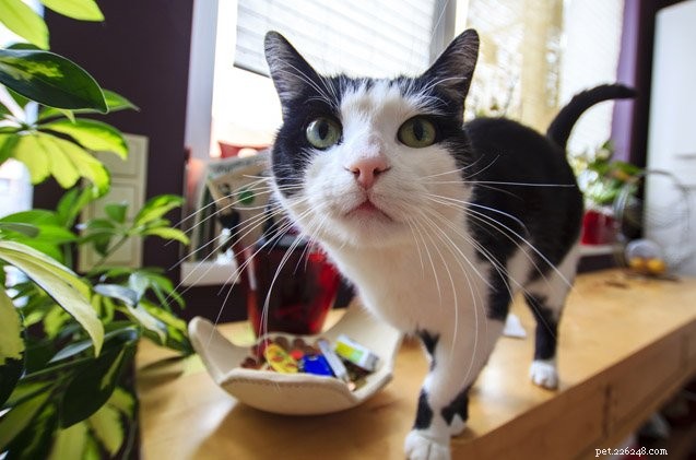What Sets Cats Apart: Understanding the Unique Traits of Your Feline Companion