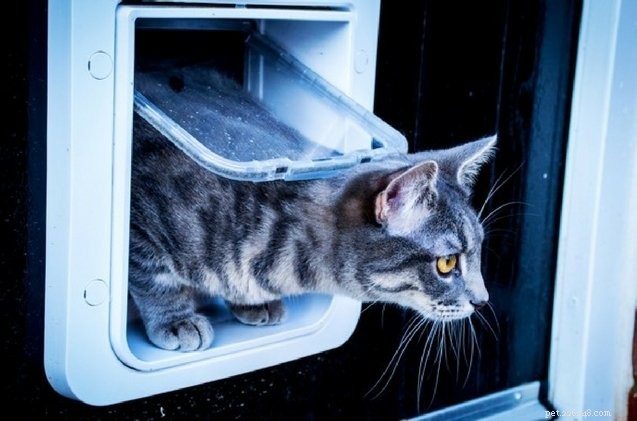 Set Your Pet’s Curfew with SureFlap: The Smart, App‑Controlled Pet Door