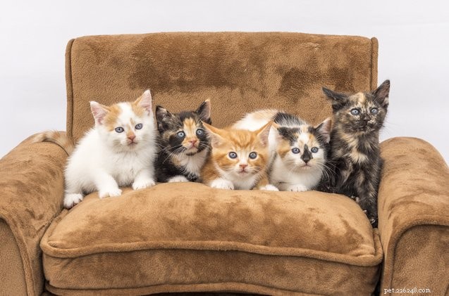 New Study Identifies Five Distinct Cat Personality Types