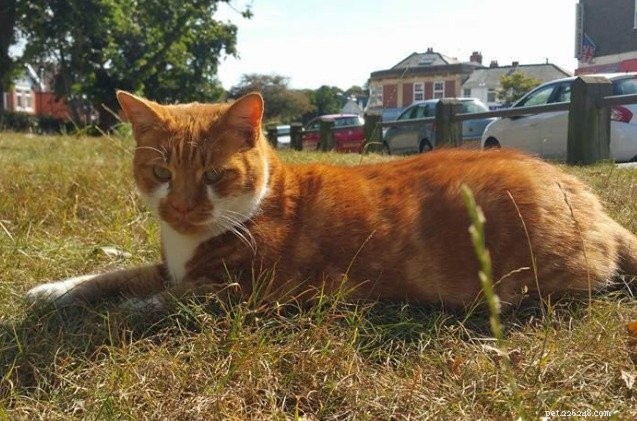 Bournemouth Store Bans Beloved Cat, Sparking Local Outrage