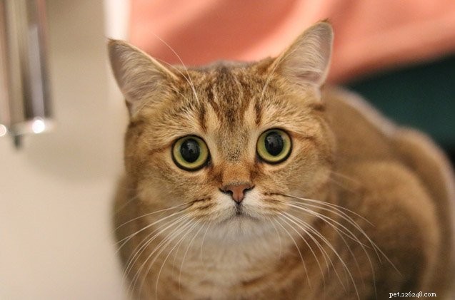 The Remarkable Memory of Cats: How Much They Remember