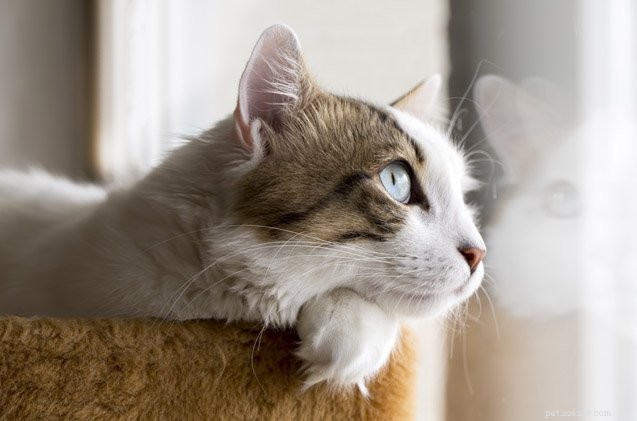 Become a Trusted Feline Foster Parent: A Step‑by‑Step Guide