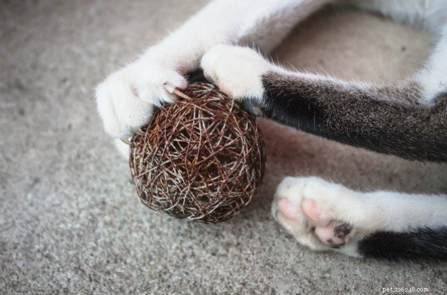 Canadian Veterinary Association Condemns Cat Declawing as Unnecessary Procedure